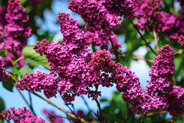 İlkbaharda çoğalan basit leylak çiçekleri (şırınga vulgaris)