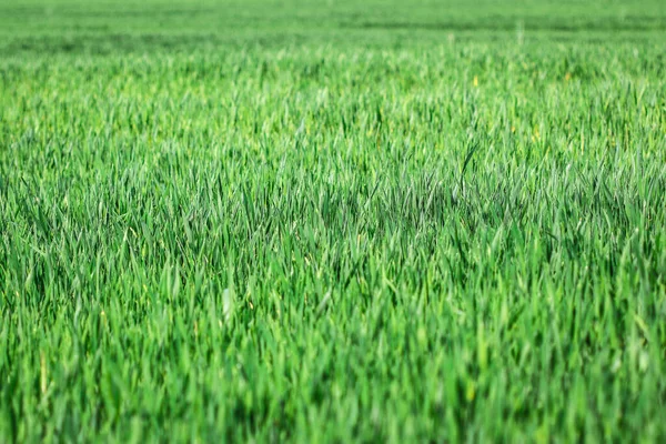 Green Field Young Rye Grass — Stock Photo, Image