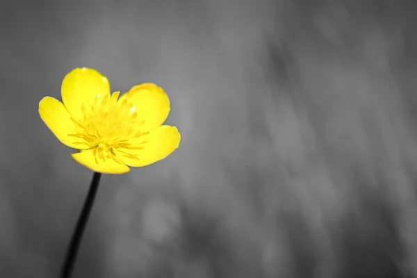 Żółty Kwiat Głowy Bulbous Buttercup Ranunculus Bulbosus Rośnie Trawie Obraz — Zdjęcie stockowe