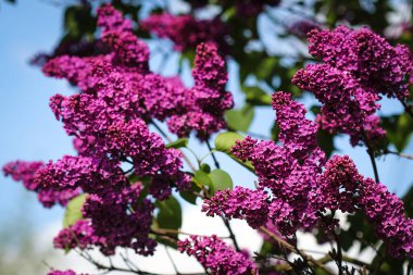 İlkbaharda çoğalan basit leylak çiçekleri (şırınga vulgaris)