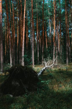 Huş ağacı, genç bir ormanın ortasında şiddetli bir fırtınayla yıkıldı.