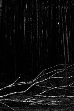 Huş ağacı, genç bir ormanın ortasında şiddetli bir fırtınayla yıkıldı. Siyah beyaz bir görüntü.