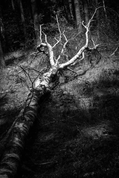 Abedul Caído Por Feroz Tempestad Medio Del Bosque Joven Imagen — Foto de Stock