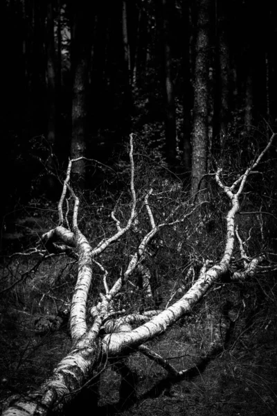 Huş ağacı, genç bir ormanın ortasında şiddetli bir fırtınayla yıkıldı. Siyah beyaz bir görüntü.