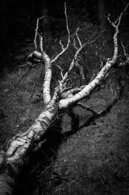 Huş ağacı, genç bir ormanın ortasında şiddetli bir fırtınayla yıkıldı. Siyah beyaz bir görüntü.