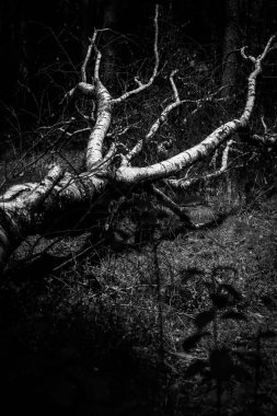 Huş ağacı, genç bir ormanın ortasında şiddetli bir fırtınayla yıkıldı. Siyah beyaz bir görüntü.