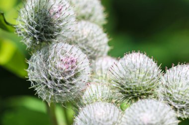 Büyük Burdock 'a (Arctium lappa) yaklaş çiçek başlığı