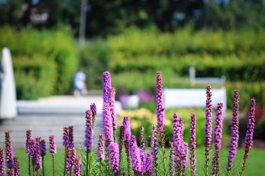 Kamu parkının yeşil arka planında mor çiçekler