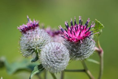 Büyük Burdock 'a (Arctium lappa) yaklaş çiçek başlığı
