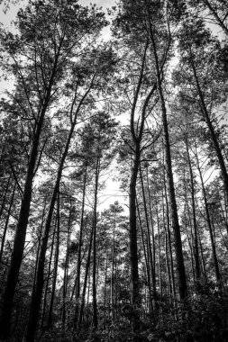 Genç ormandaki çam ağaçlarının kasvetli siyah beyaz görüntüsü