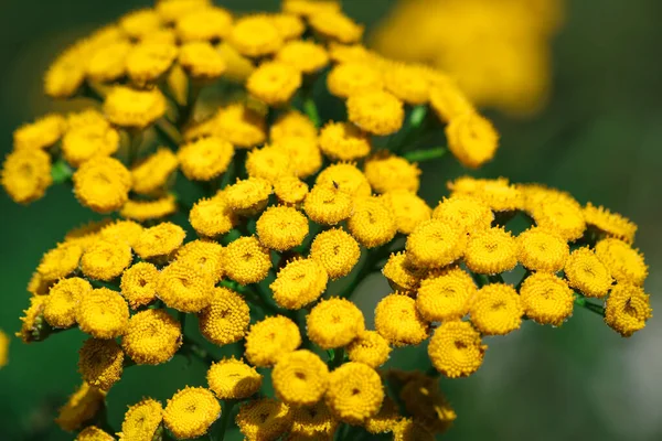 Κοντινό Πλάνο Στο Tansy Tanacetum Vulgare Κίτρινα Άνθη Που Φυτρώνουν — Φωτογραφία Αρχείου