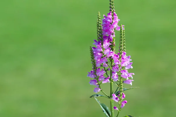 Flores Violetas Sobre Fondo Verde Del Parque Público — Foto de Stock