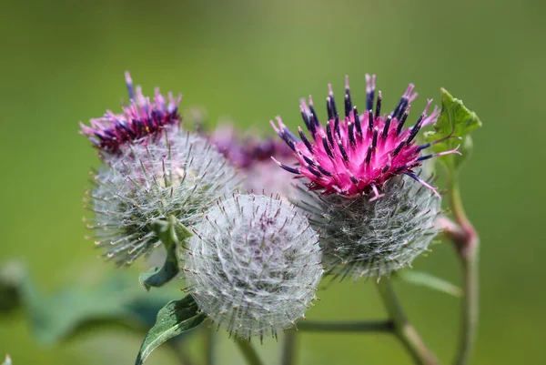 Büyük Burdock 'a (Arctium lappa) yaklaş çiçek başlığı
