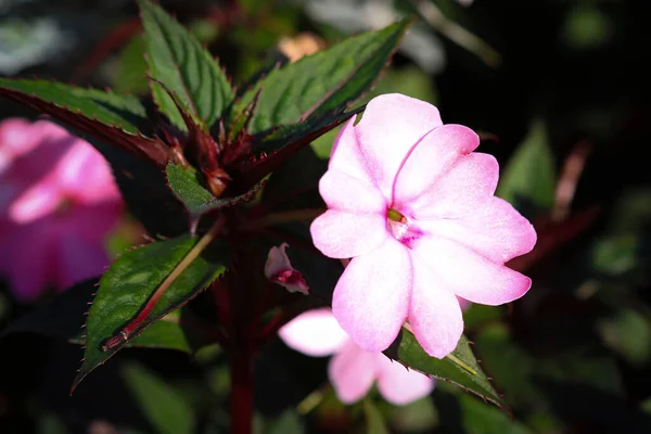 Violet Flowers Flowerbed Public Park — Stock Photo, Image