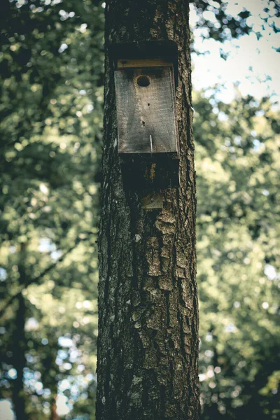 森の松の幹に木造の鳥舎が吊るされている — ストック写真