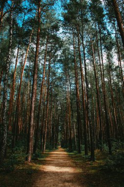 Çam ağacından geçen patika genç ormandır.