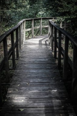 Tahta patika, ormandaki çalıların ve bataklıkların arasından geçiyor.