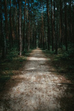 Çam ağacından geçen patika genç ormandır.