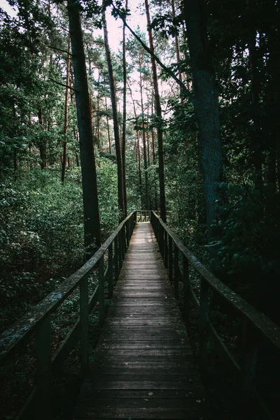 森の中の茂みや沼を抜ける木の歩道 — ストック写真
