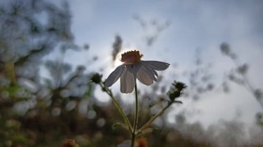 Güzel papatya çiçekleri sabah güneşinin altında parıldıyor. Sıcak ve huzurlu bir doğal atmosfer yaratıyor..