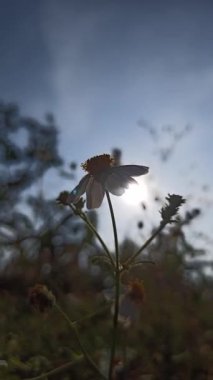 Güzel papatya çiçekleri sabah güneşinin altında parıldıyor. Sıcak ve huzurlu bir doğal atmosfer yaratıyor..