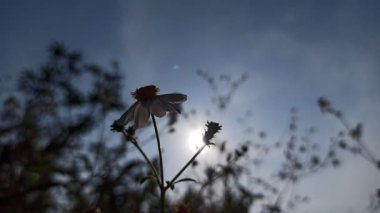Güzel papatya çiçekleri sabah güneşinin altında parıldıyor. Sıcak ve huzurlu bir doğal atmosfer yaratıyor..