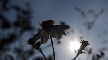 Güzel papatya çiçekleri sabah güneşinin altında parıldıyor. Sıcak ve huzurlu bir doğal atmosfer yaratıyor..