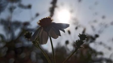 Güzel papatya çiçekleri sabah güneşinin altında parıldıyor. Sıcak ve huzurlu bir doğal atmosfer yaratıyor..