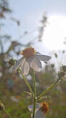 Güzel papatya çiçekleri sabah güneşinin altında parıldıyor. Sıcak ve huzurlu bir doğal atmosfer yaratıyor..