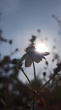 Güzel papatya çiçekleri sabah güneşinin altında parıldıyor. Sıcak ve huzurlu bir doğal atmosfer yaratıyor..