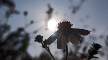 Güzel papatya çiçekleri sabah güneşinin altında parıldıyor. Sıcak ve huzurlu bir doğal atmosfer yaratıyor..