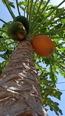 Olgun bir papaya, parlak turuncu teniyle ağaçta asılı duruyor, verimli bir bahçede, tropik güneş ışığı altında güzel bir şekilde parlıyor..