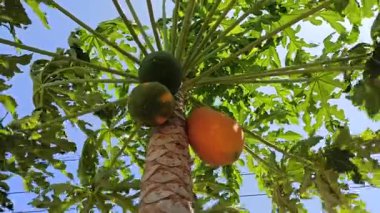 Olgun bir papaya, parlak turuncu teniyle ağaçta asılı duruyor, verimli bir bahçede, tropik güneş ışığı altında güzel bir şekilde parlıyor..