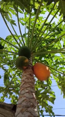 Olgun bir papaya, parlak turuncu teniyle ağaçta asılı duruyor, verimli bir bahçede, tropik güneş ışığı altında güzel bir şekilde parlıyor..