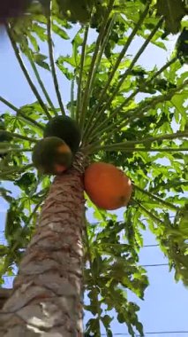 Olgun bir papaya, parlak turuncu teniyle ağaçta asılı duruyor, verimli bir bahçede, tropik güneş ışığı altında güzel bir şekilde parlıyor..