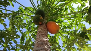 Olgun bir papaya, parlak turuncu teniyle ağaçta asılı duruyor, verimli bir bahçede, tropik güneş ışığı altında güzel bir şekilde parlıyor..