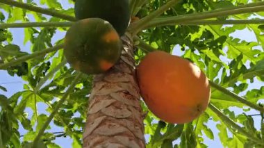 Olgun bir papaya, parlak turuncu teniyle ağaçta asılı duruyor, verimli bir bahçede, tropik güneş ışığı altında güzel bir şekilde parlıyor..