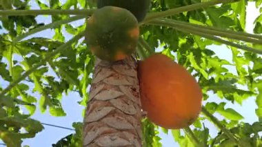 Olgun bir papaya, parlak turuncu teniyle ağaçta asılı duruyor, verimli bir bahçede, tropik güneş ışığı altında güzel bir şekilde parlıyor..