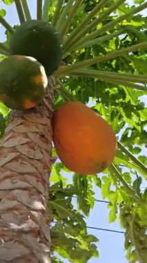 Olgun bir papaya, parlak turuncu teniyle ağaçta asılı duruyor, verimli bir bahçede, tropik güneş ışığı altında güzel bir şekilde parlıyor..
