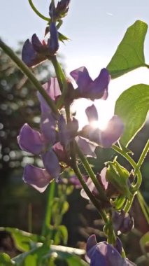 Narin mor yapraklarıyla Sümbül fasulyesi çiçeği güneşli bir tropikal bahçede yeşil sarmaşıkların arasında güzel bir şekilde çiçek açıyor..