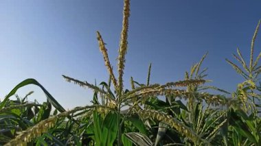Erken üreme aşamasını gösteren püsküllü ve ipekli mısır bitkisi çiçekleri, tarımı, ekin büyümesini ve sağlıklı çiftlik manzarasını sembolize eder..