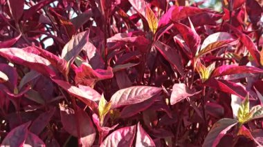 Alternanthera yaprakları yeşil, kırmızı ve morun canlı tonlarını göstererek tropik bir bahçe ortamında çarpıcı bir kontrastlık yaratır..