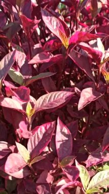 Alternanthera yaprakları yeşil, kırmızı ve morun canlı tonlarını göstererek tropik bir bahçe ortamında çarpıcı bir kontrastlık yaratır..