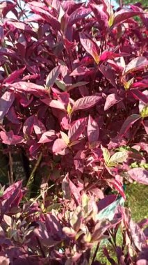 Alternanthera yaprakları yeşil, kırmızı ve morun canlı tonlarını göstererek tropik bir bahçe ortamında çarpıcı bir kontrastlık yaratır..