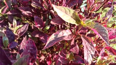 Alternanthera yaprakları yeşil, kırmızı ve morun canlı tonlarını göstererek tropik bir bahçe ortamında çarpıcı bir kontrastlık yaratır..