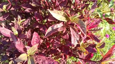 Alternanthera yaprakları yeşil, kırmızı ve morun canlı tonlarını göstererek tropik bir bahçe ortamında çarpıcı bir kontrastlık yaratır..