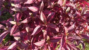 Alternanthera yaprakları yeşil, kırmızı ve morun canlı tonlarını göstererek tropik bir bahçe ortamında çarpıcı bir kontrastlık yaratır..