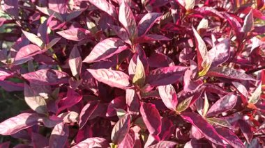 Alternanthera yaprakları yeşil, kırmızı ve morun canlı tonlarını göstererek tropik bir bahçe ortamında çarpıcı bir kontrastlık yaratır..