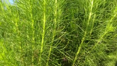 Uzun, ince yeşil gövdeleri ile at kuyruğu bitkisi yoğun bir şekilde büyüyor. Doğal yaşam alanında eşsiz bir doku ve tarih öncesi güzellik sergiliyor..