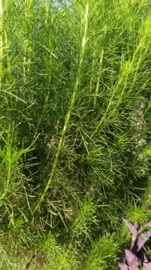 Uzun, ince yeşil gövdeleri ile at kuyruğu bitkisi yoğun bir şekilde büyüyor. Doğal yaşam alanında eşsiz bir doku ve tarih öncesi güzellik sergiliyor..